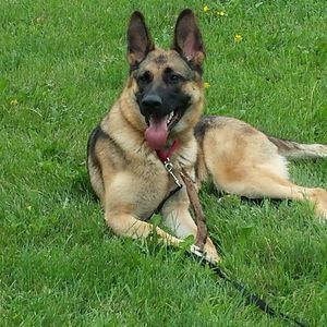 Meet your Posher, Tony